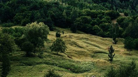 Wallpaper river, trees, grass, bushes, stones hd, picture, image