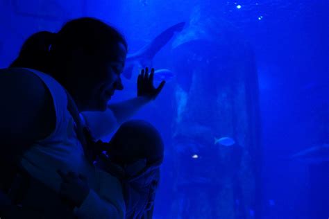 What is the SEALife London Aquarium like for kids?