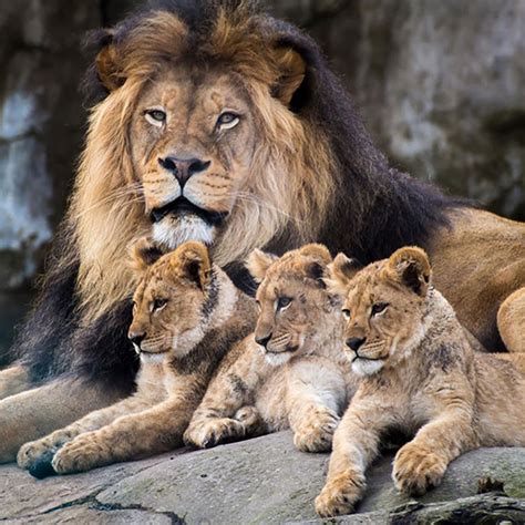 Lion and cubs | Animals beautiful, Lion pictures, Lion family