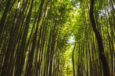 Kyoto's Bamboo Forest: The Complete Guide