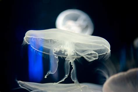 Jellyfish Photos and Video - National Aquarium - Baltimore MD