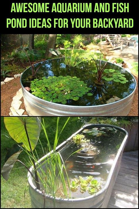 Aquaponics koi pond ~ Aquaponics fish kerala