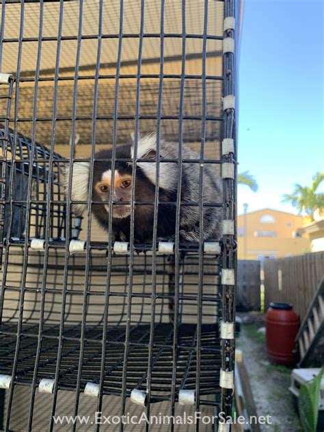 Marmoset breeding pair for Sale