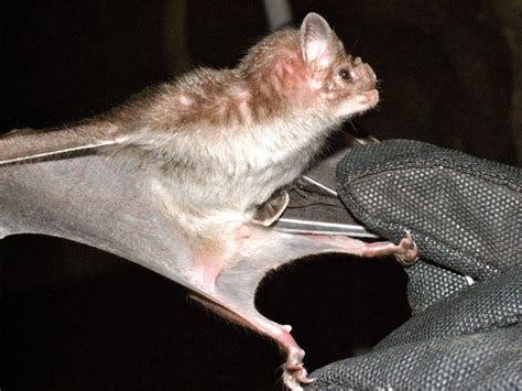 Venom Goes to Bat as Novel Medical Treatment