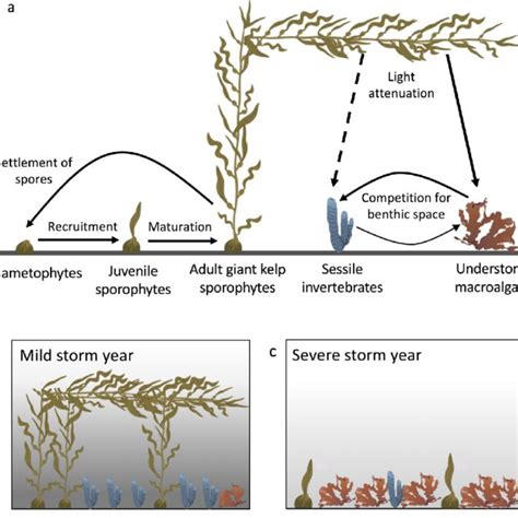 Comparison of actual Macrocystis pyrifera persistence (left panel) and ...