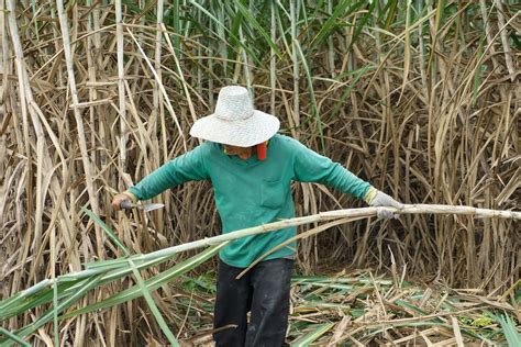 Burning dilemma: Sugarcane farmers struggle in Thailand’s green vision