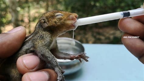 Baby Squirrel Care Guide / Flagler Humane Society Give Advice On Baby ...