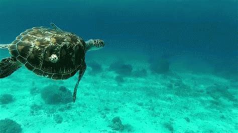 Sea Turtle swimming! : r/reptibians