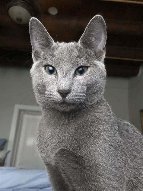 Russian Blue Hypoallergenic Cats For Adoption