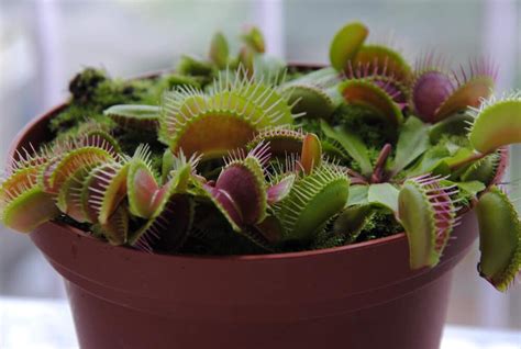 Venus Flytrap Care - Do They Need Direct Sunlight