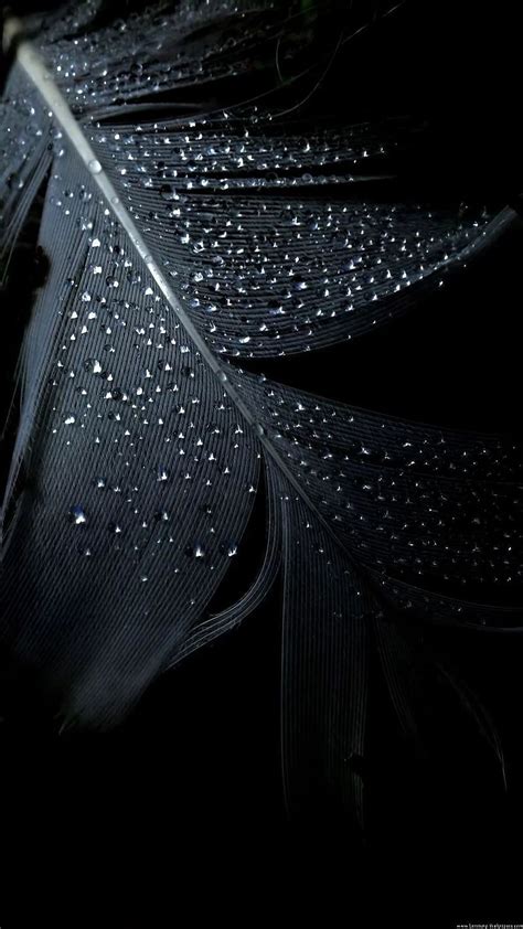 Full Black Screen, Waterdrops On Feather, HD phone wallpaper | Peakpx