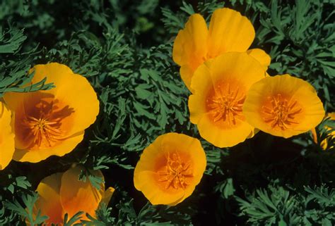 Eschscholzia californica (Papaveraceae) image 31379 at PlantSystematics.org