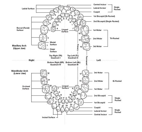 Printable Tooth Numbering Chart