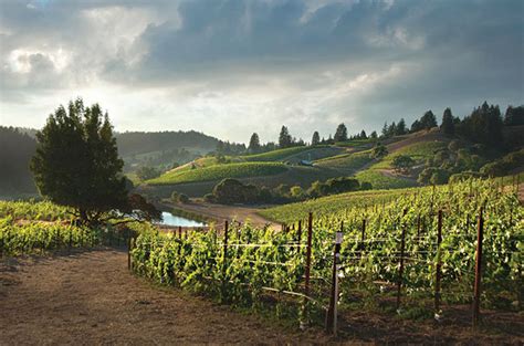 Santa Cruz Mountains producers to know - Decanter