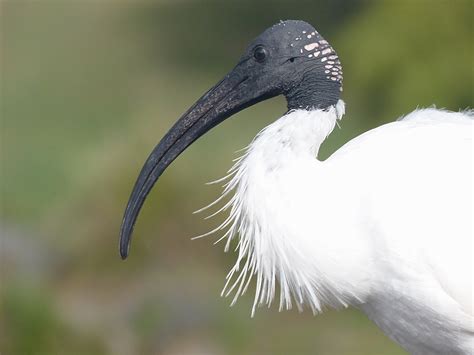 Australian White Ibis (Threskiornis molucca)