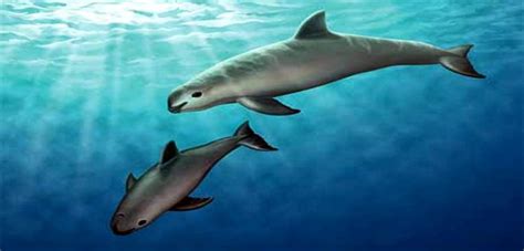 Vaquita - A Critically Endangered Species | HubPages