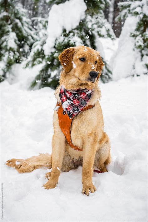 "Snowy Puppy" by Stocksy Contributor "Casey McCallister" - Stocksy