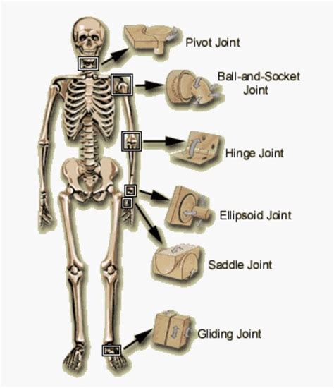 A&P Human Body Anatomy, Human Anatomy And Physiology, Muscle Anatomy ...