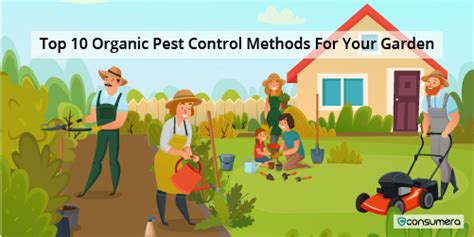 Top 10 Organic Pest Control Methods For Your Garden - Consumera