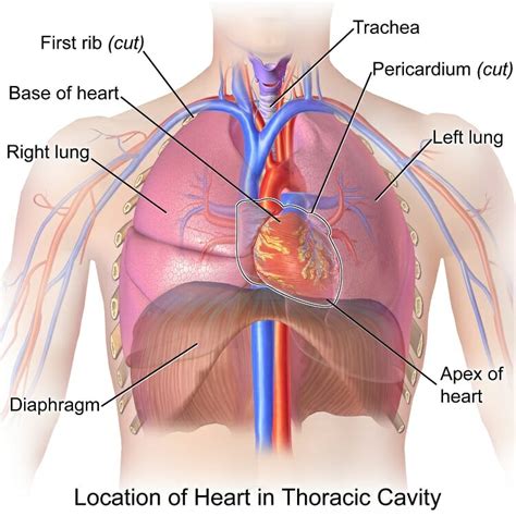 Thoracic Cavity - Definition & Organs of Chest Cavity | Biology Dictionary