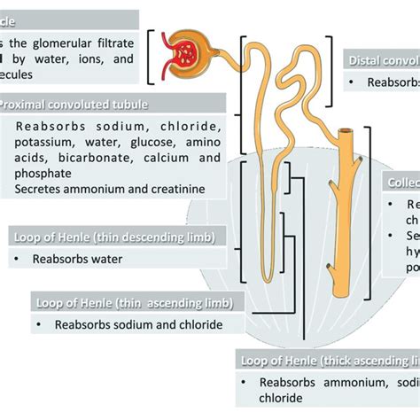 | Cellular processes and kidney diseases involving cathepsins in ...