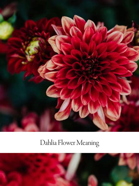 Dahlia Flower Meaning, Symbolism, and Influence - Saffron Marigold