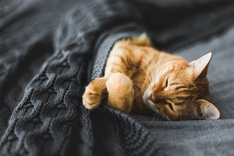 9 Cat Sleeping Positions & Their Meaning Revealed - Tractive