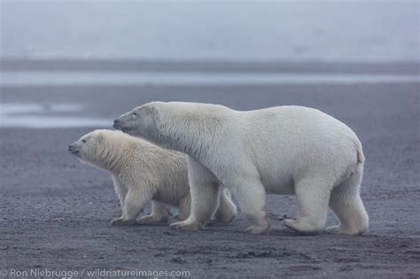 Polar Bear, Alaska | Arctic National Wildlife Refuge, Alaska. | Photos ...