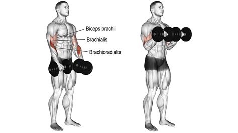 15 Best Biceps Exercises With Dumbbells - Fit Life Regime