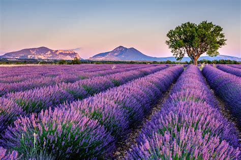 10 Best Places to See Lavender Fields in France - What are France's ...