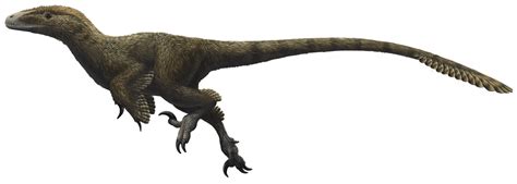 Dromaeosauridae | Theropods Wiki | FANDOM powered by Wikia