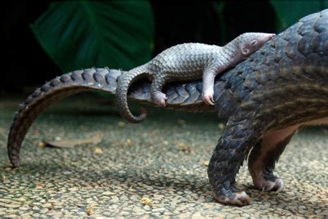 This is how baby Pangolins get around : r/aww