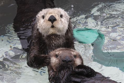 What Animals Are At The Monterey Bay Aquarium - Aquarium Views