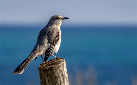 YUCATAN BIRD WALLPAPERS #5 – Tropical Mockingbird – Reflections of the ...