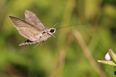 Sphingidae - Wikipedia