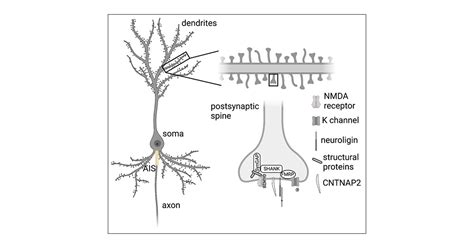 Current Best Practices for Analysis of Dendritic Spine Morphology and ...