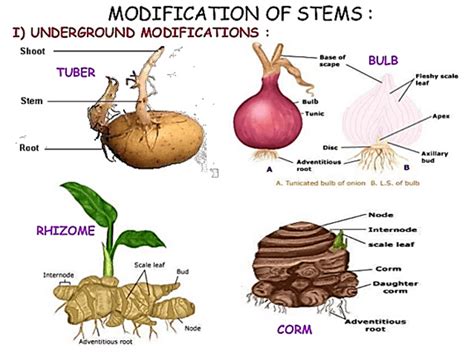 Corm Plants Examples Iii Corms Root Stem Leaf