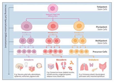 Cell Differentiation