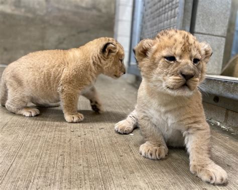 #LionWatch: The Three Lion Cubs Are All Male! | Lincoln Park Zoo