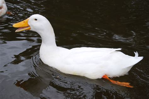 Duck Swimming Free Stock Photo - Public Domain Pictures