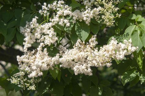 Japanese Lilac Tree: Plant Care & Growing Guide