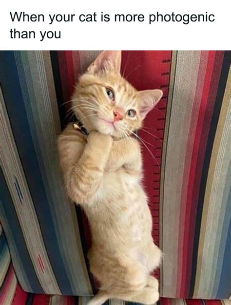 “Cats On Catnip”: 91 Perfectly Accurate Pics And Memes That Capture ...