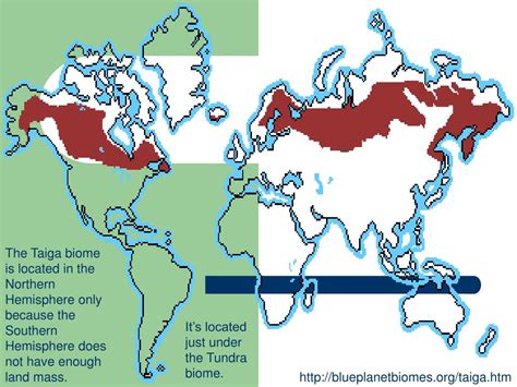 PPT - Taiga (Boreal Forest) PowerPoint Presentation, free download - ID ...