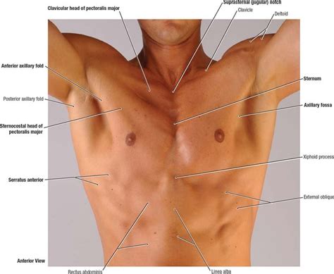 1.1 Surface anatomy of male pectoral region - Nursing Buddy