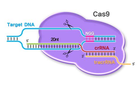 CRISPR/Cas9 products, custom sgRNA synthesis service | PNA BIO