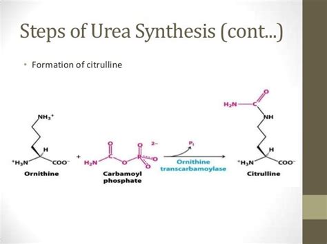 Urea cycle