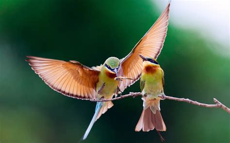 Wallpaper Two birds eat insects 1920x1200 HD Picture, Image