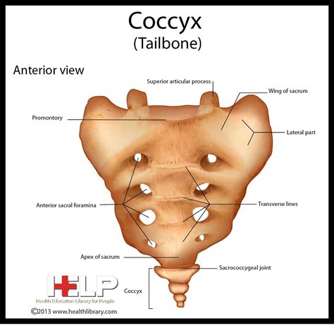 Coccyx | Skeleton anatomy, Health library, Anatomy