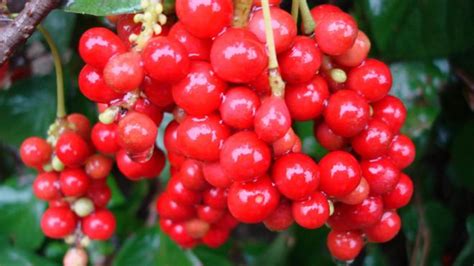 What is Schisandra - Are there any proven clinical benefits of Schisandra?