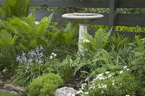 Design a Bird-Friendly Landscape With These Tips | Backyard birds ...